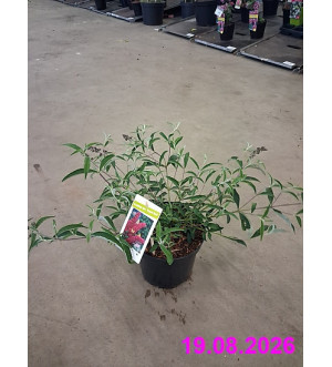 Buddleja dav. 'Royal Red' C 2,5 L